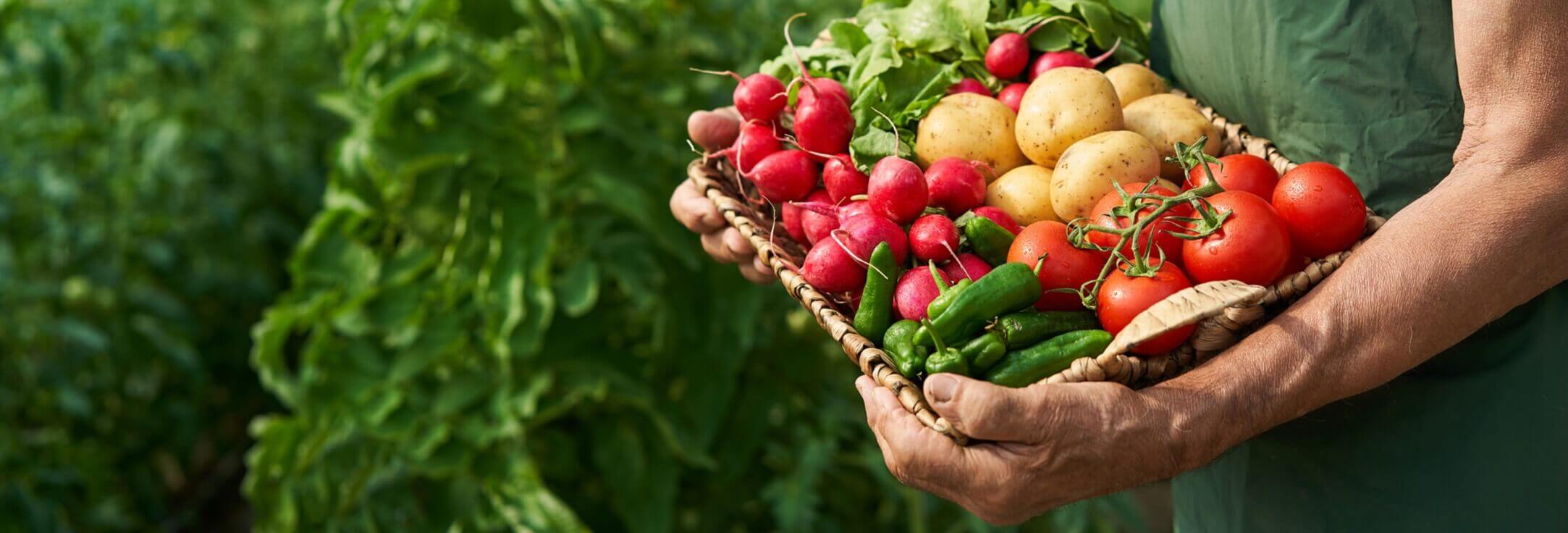 Basket of veggies